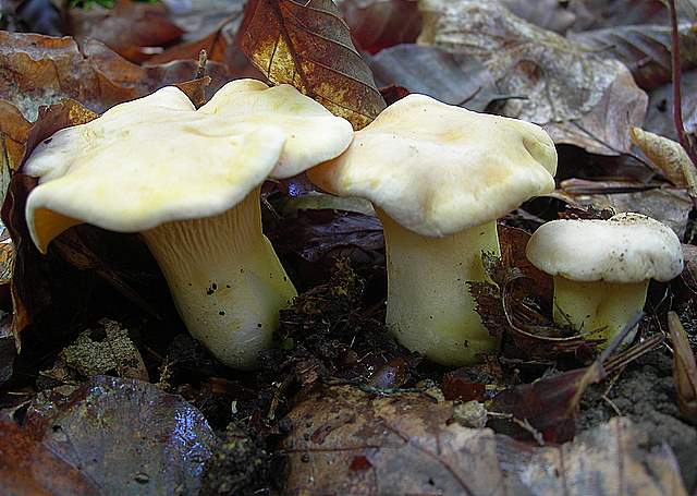 I  Funghi  della  faggeta  calcarea